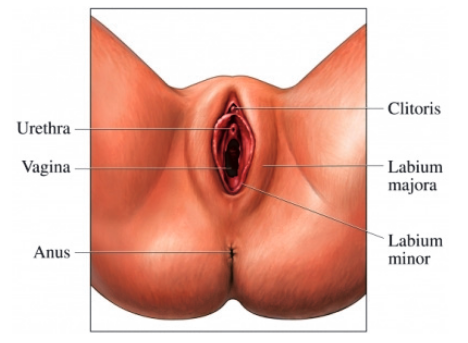 The vulva