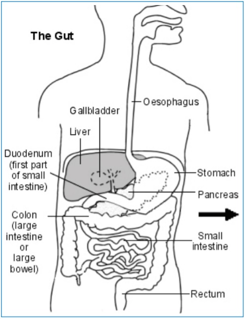 The gut