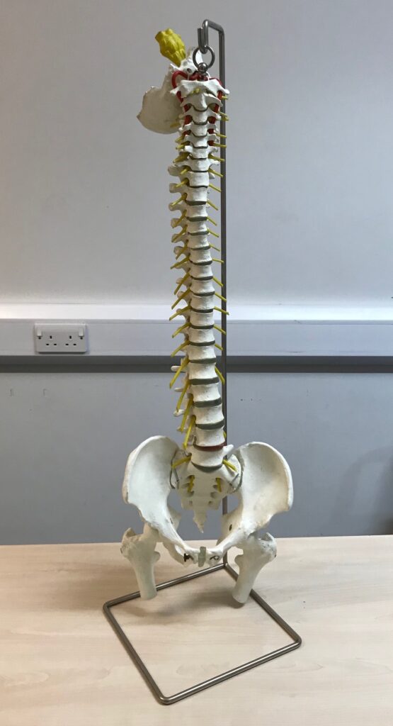Model of the spine with pelvis
