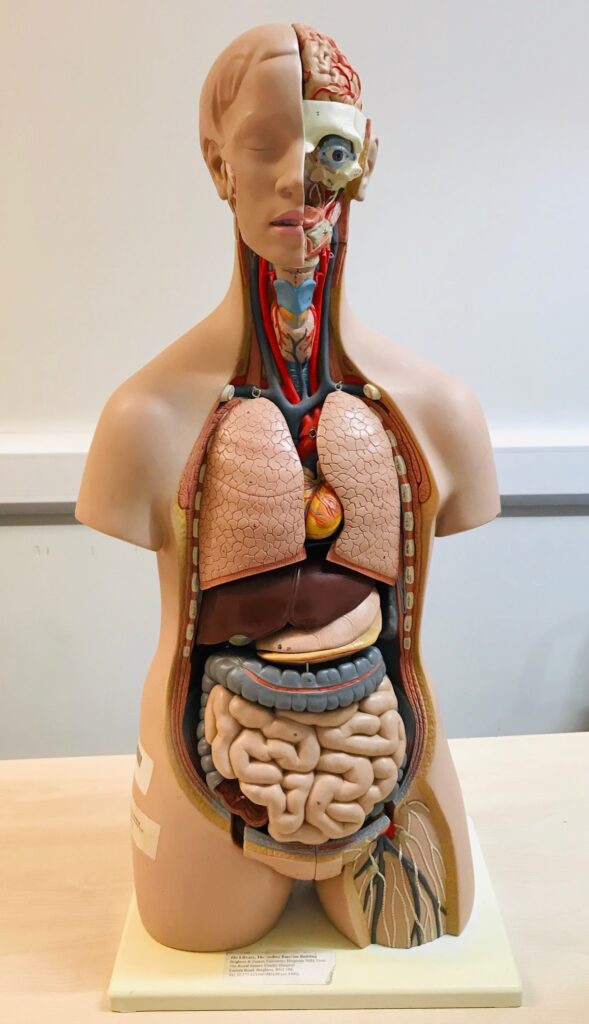 Model of the torso