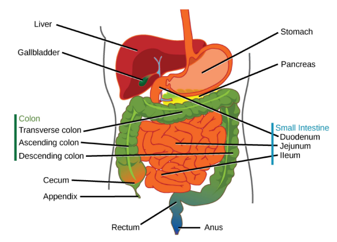 Illustration of the digestive system
