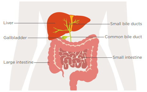 Image of the liver and intestines