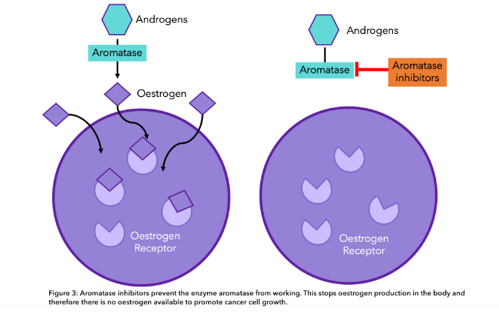 Image of aromatase inhibitors preventing the enzyme aromatase from working.