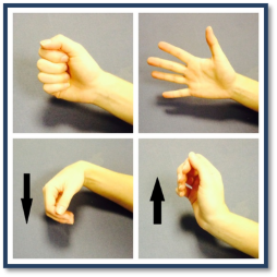 Hand, wrist and elbow exercises  