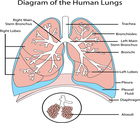 Diagram of the Human Lungs