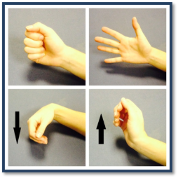 Finger and wrist bending and straightening