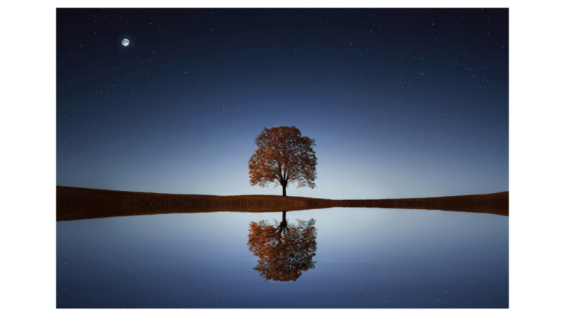 Photograph of a tree and its reflection on water