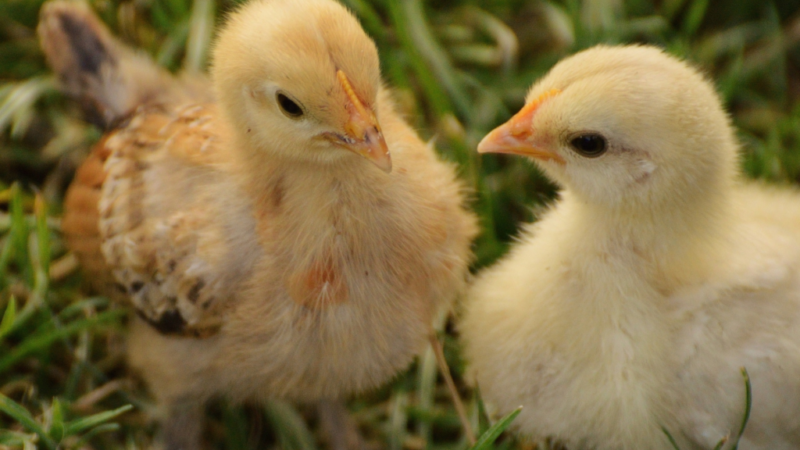 Photograph of two yellow ducklings