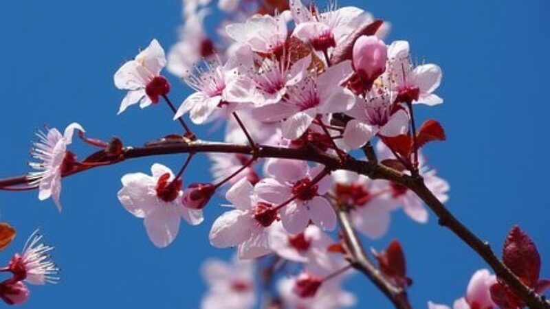 Close up of spring blossom