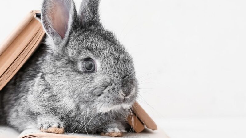 Bunny and a book