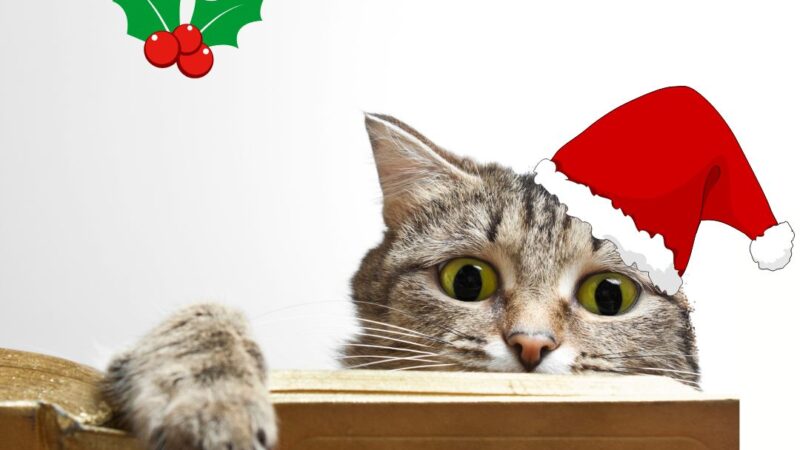 Christmas opening times