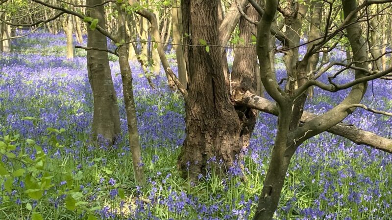 Bluebells in the woods.